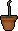 Camphor sapling
